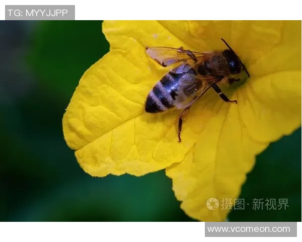 黄蜂生态与行为研究:揭示黄蜂在生态系统中的重要作用及其对环境的影响 黄蜂生态与行为研究:揭示黄蜂在生态系统中的重要作用及其对环境的影响
